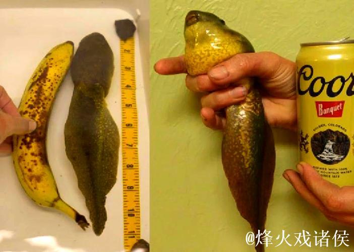 潜入奇幻世界:蝌蚪我窝的秘密生活 潜入奇幻世界:蝌蚪我窝的秘密生活